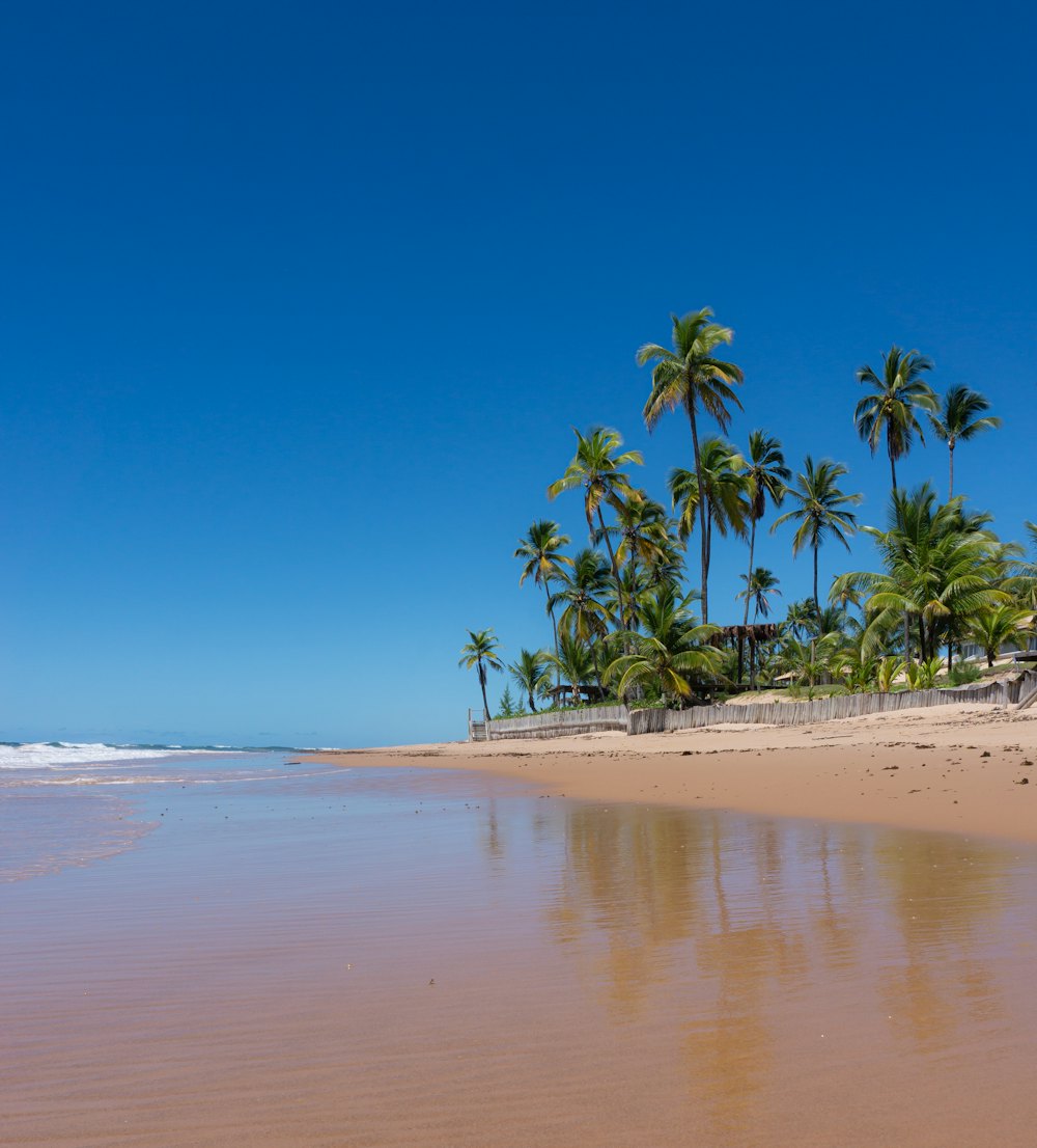 Plage bordée de cocotiers sur la péninsule de Maraú, Bahia